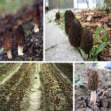 La culture de la morille