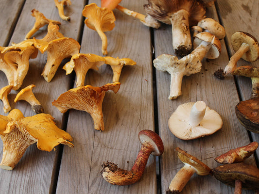 Les champignons sauvages