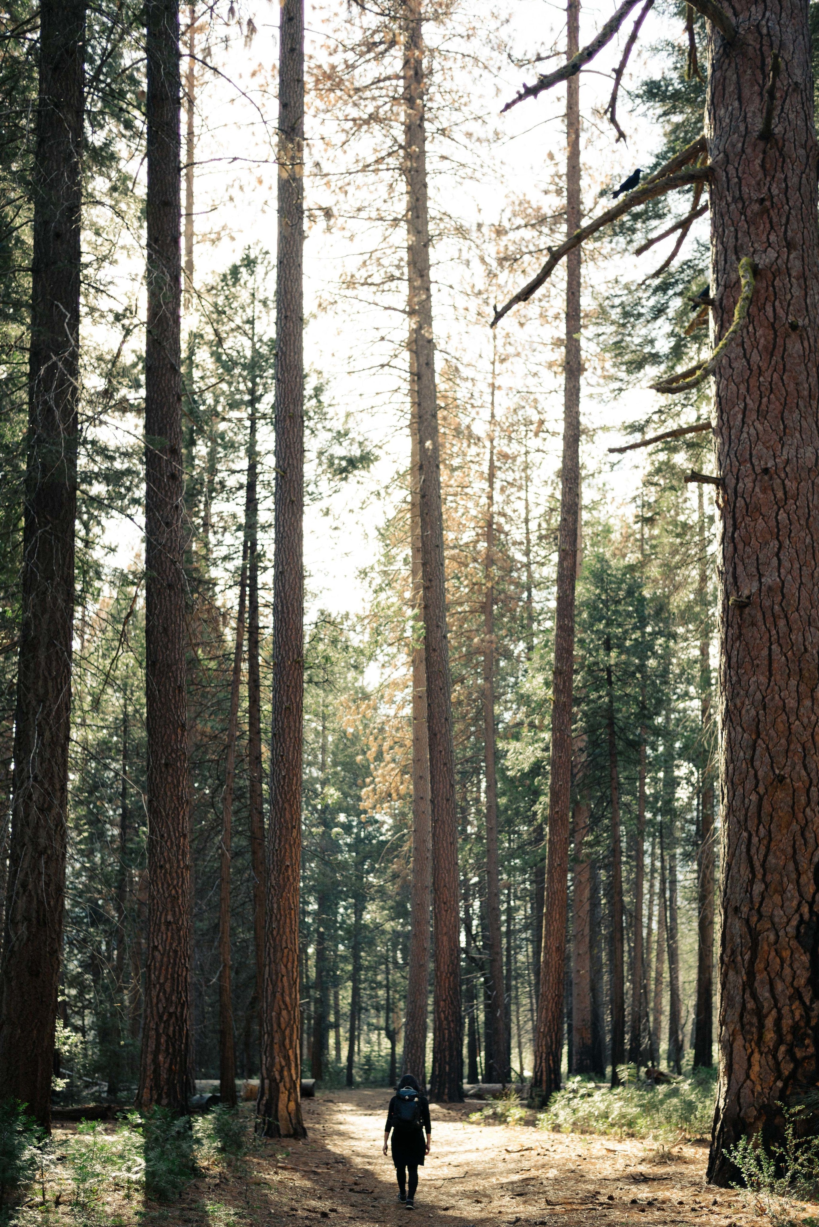 Photographie prise au milieu d'une forêt lors de beau temps.