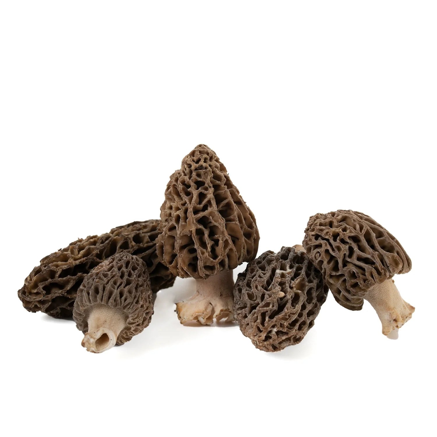 Photo de cinq morilles brunes avec un fond blanc.