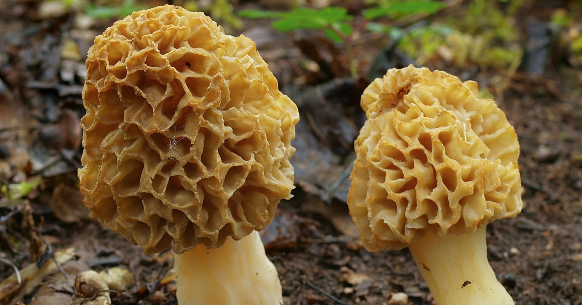 Photographie de deux morilles blanche au milieu de la forêt.