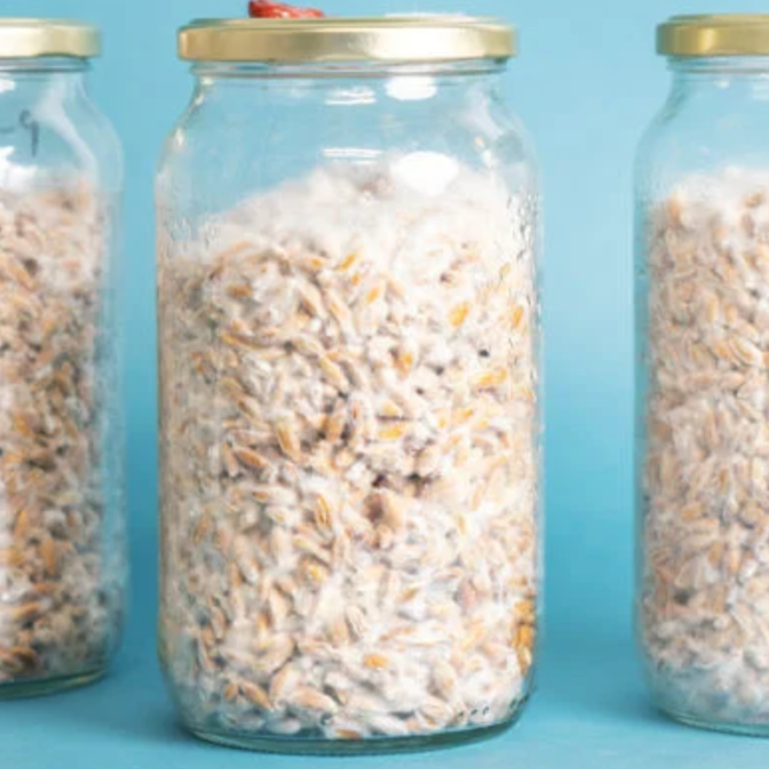 Mycélium de morille